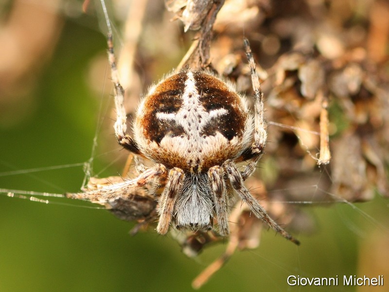 Agalenatea redii - Arluno (MI)